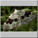 Xanthorhoe montanata - Schwarzbraunbinden-Blattspanner 03.jpg